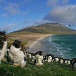 Rockhopper Penguins, Falkland Islands
