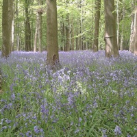 Introduction to UK Habitat Classification