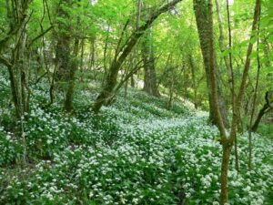 An ancient woodland covered with white wild garlic flowers 