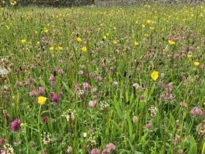 Hay meadow with pink and yellow flowers