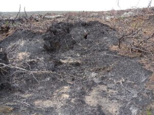 An area of peat blackened and damaged by wildfire