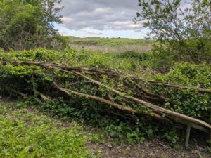Laid hedgerow