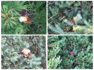Four images of a red squirrel in a tree