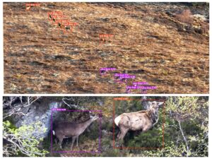 Two photos. Wide angle showing a herd of sika and red deer on an open range. Zoomed image shows two young stags – one sika and one red stag in Atlantic rainforest habitat.