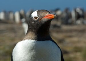 Gentoo penguin looking inquisitively at the camera, more stood behind it in the background. 