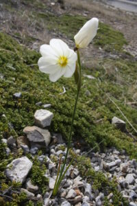 Pale maiden, a small plant with two white flower heads.