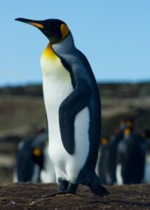 A King penguin stood side on facing away from the camera. It has a white and black body with a yellow chest and orange beak.