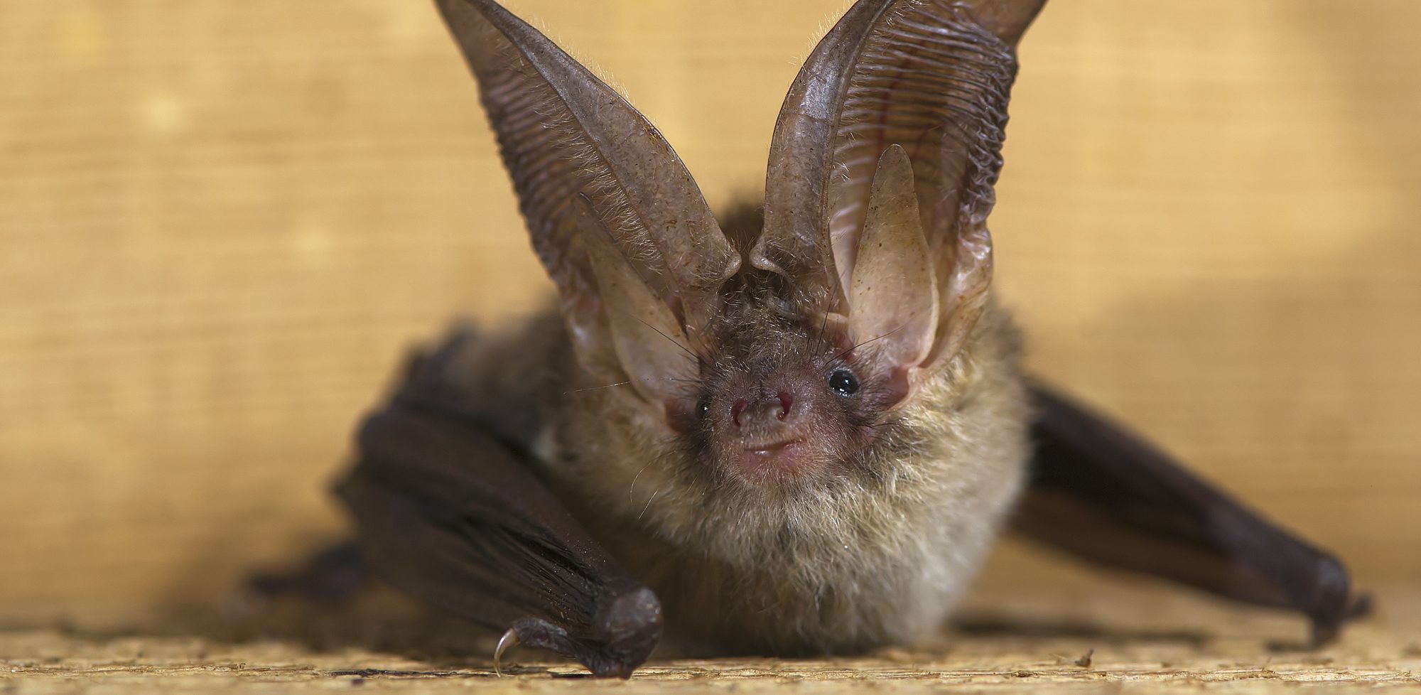 UK Bat Mitigation Guidelines 2023