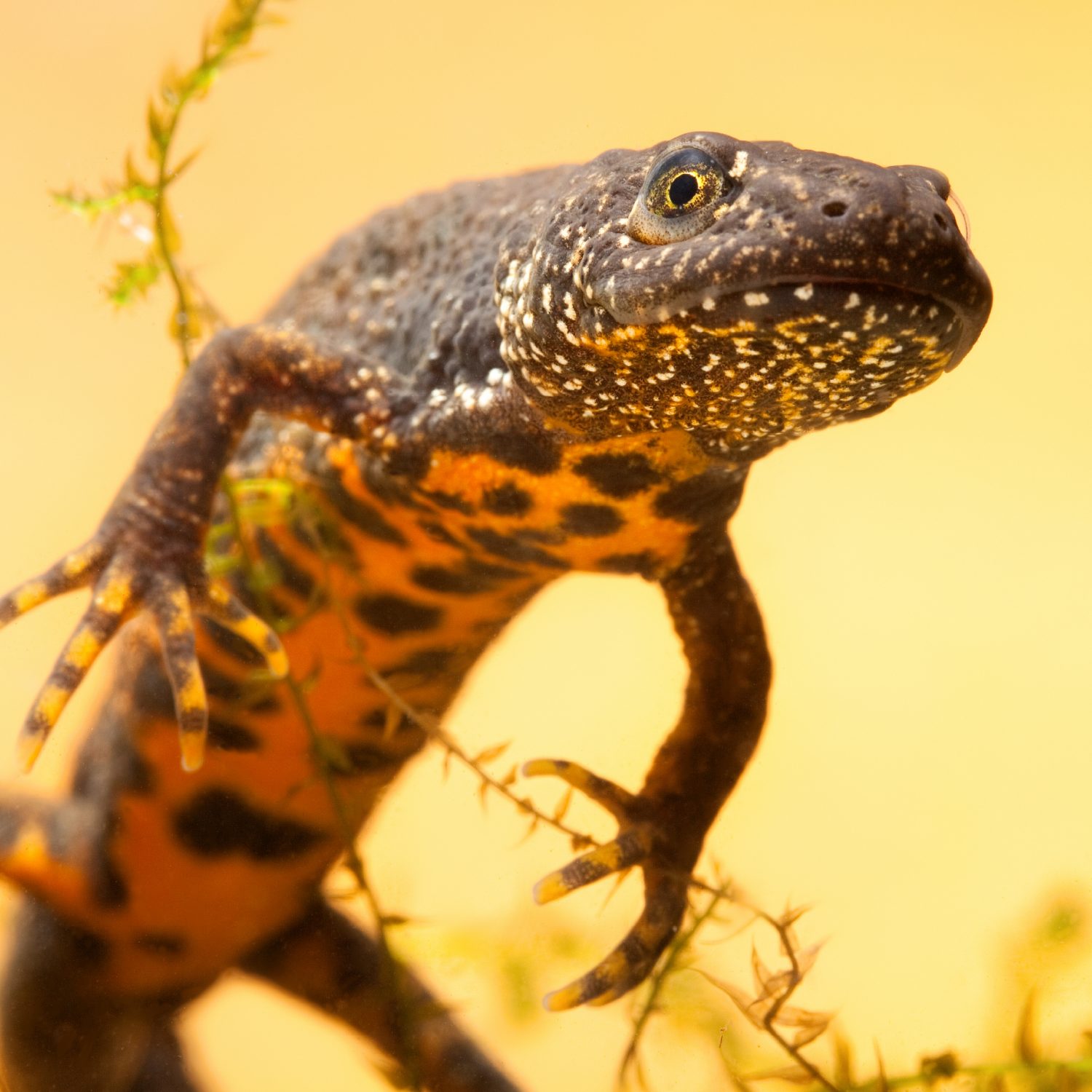 Introduction of Charges for Great Crested Newt and Badger Licences for ...