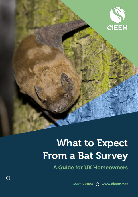 What to Expect From a Bat Survey: A Guide for UK Homeowners