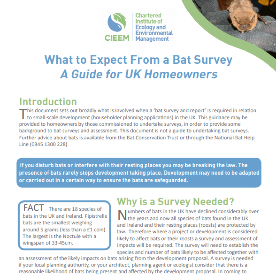 What to Expect From a Bat Survey A Guide for UK Homeowners CIEEM