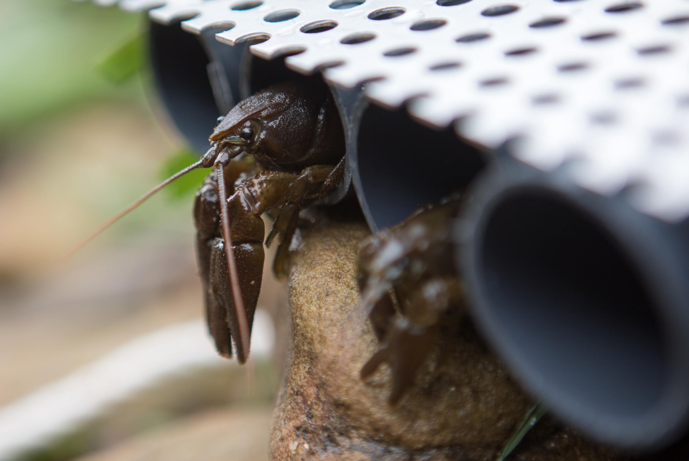 Image 2 - white-clawed native crayfish (photo credit - Sound Ideas & EA)