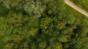 An aerial image of green trees with a path in the top right hand corner