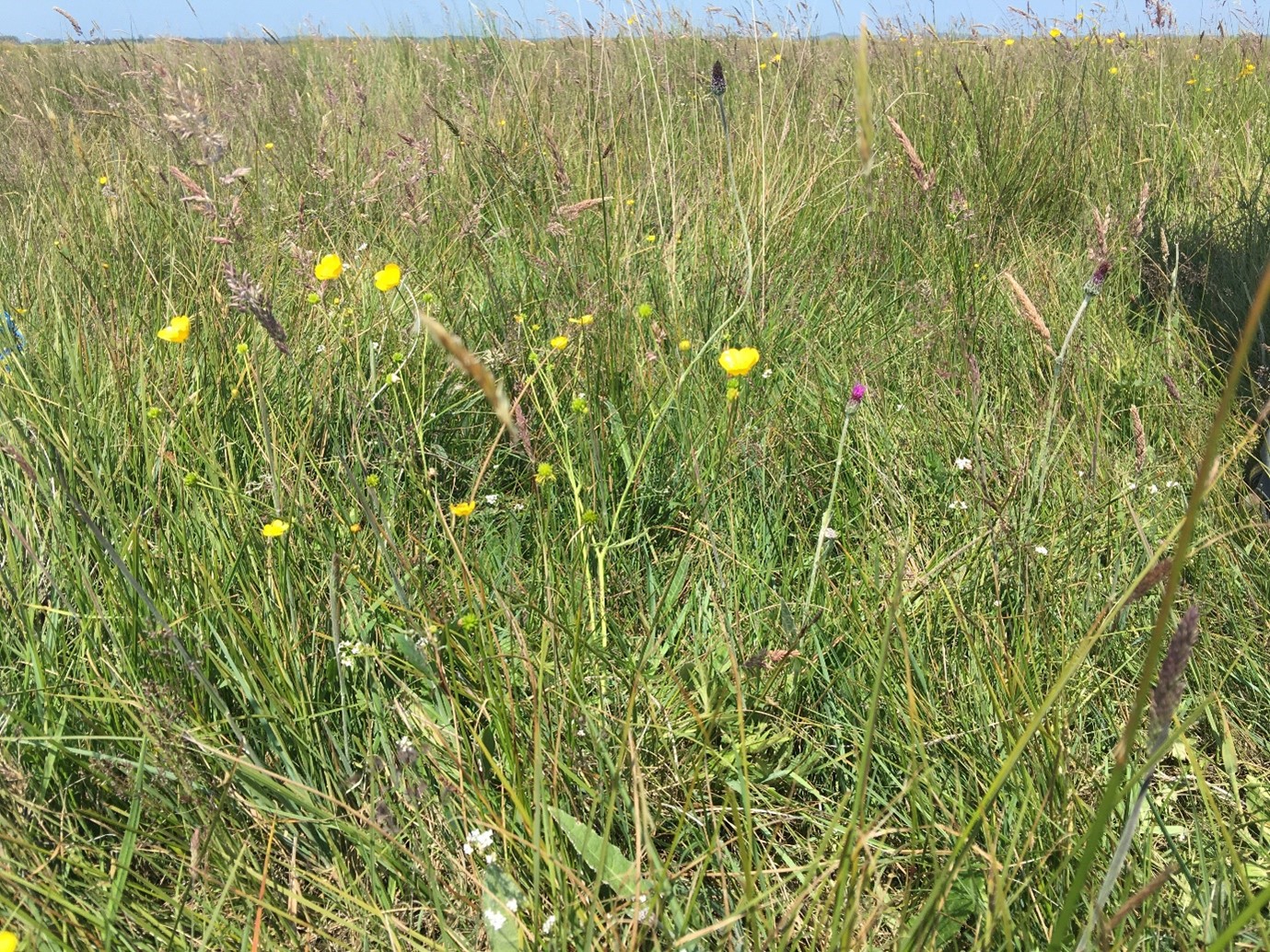 Coastal Change in Poole Harbour: Realignment of Tidal Banks, Supporting ...