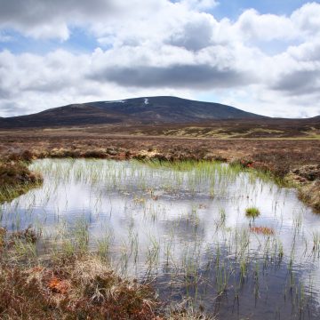 Peat bog in the Scottish Highlands