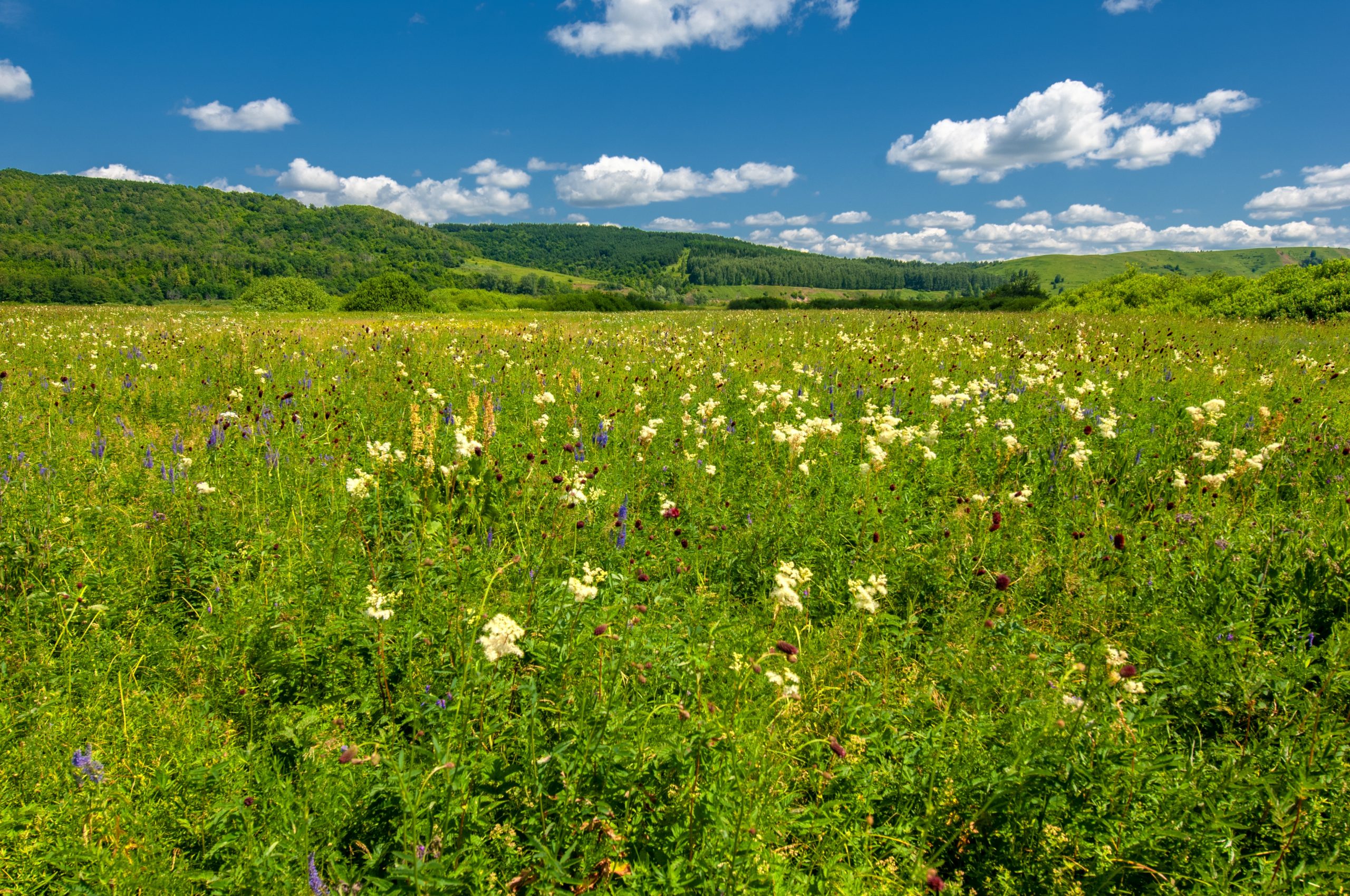 Flood Meadow