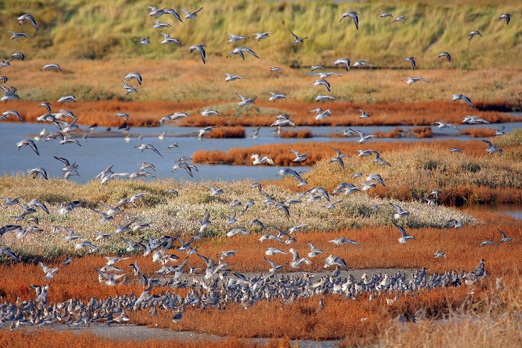 Information on irreplaceable habitats added to Biodiversity Net Gain ...