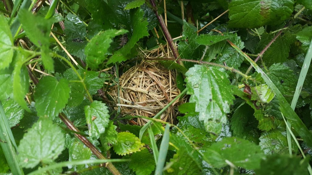 Dormouse nest in nettles (credit: Lorna Griffiths)