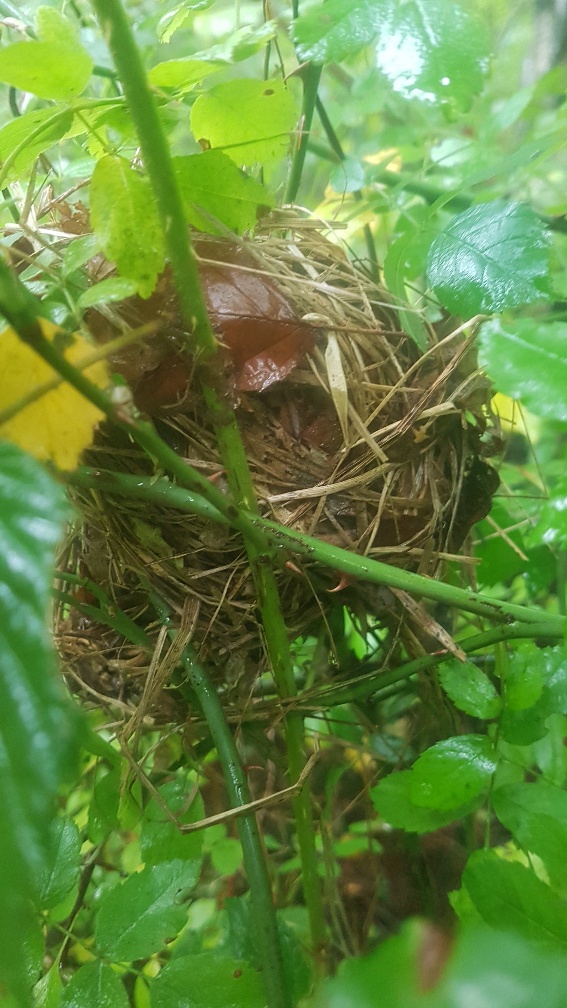 Dormouse nest in rose (credit: Lorna Griffiths)