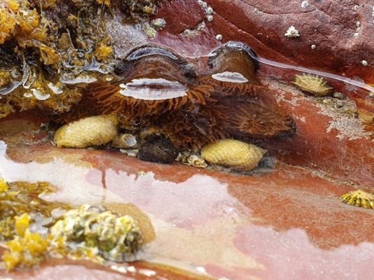 How do you become a marine scientist? naturebureau.co.uk