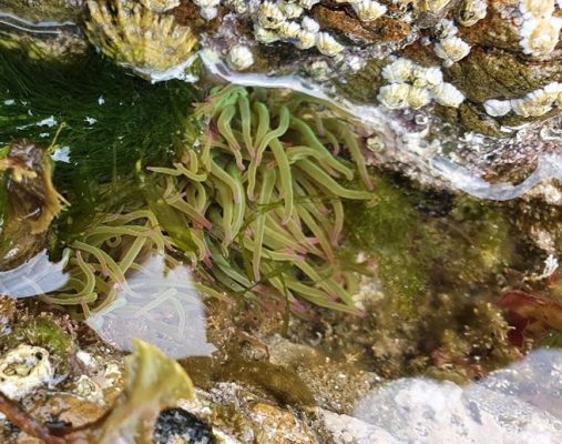 How do you become a marine scientist? naturebureau.co.uk