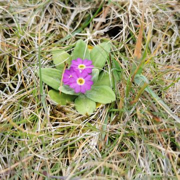 Scottish Primrose