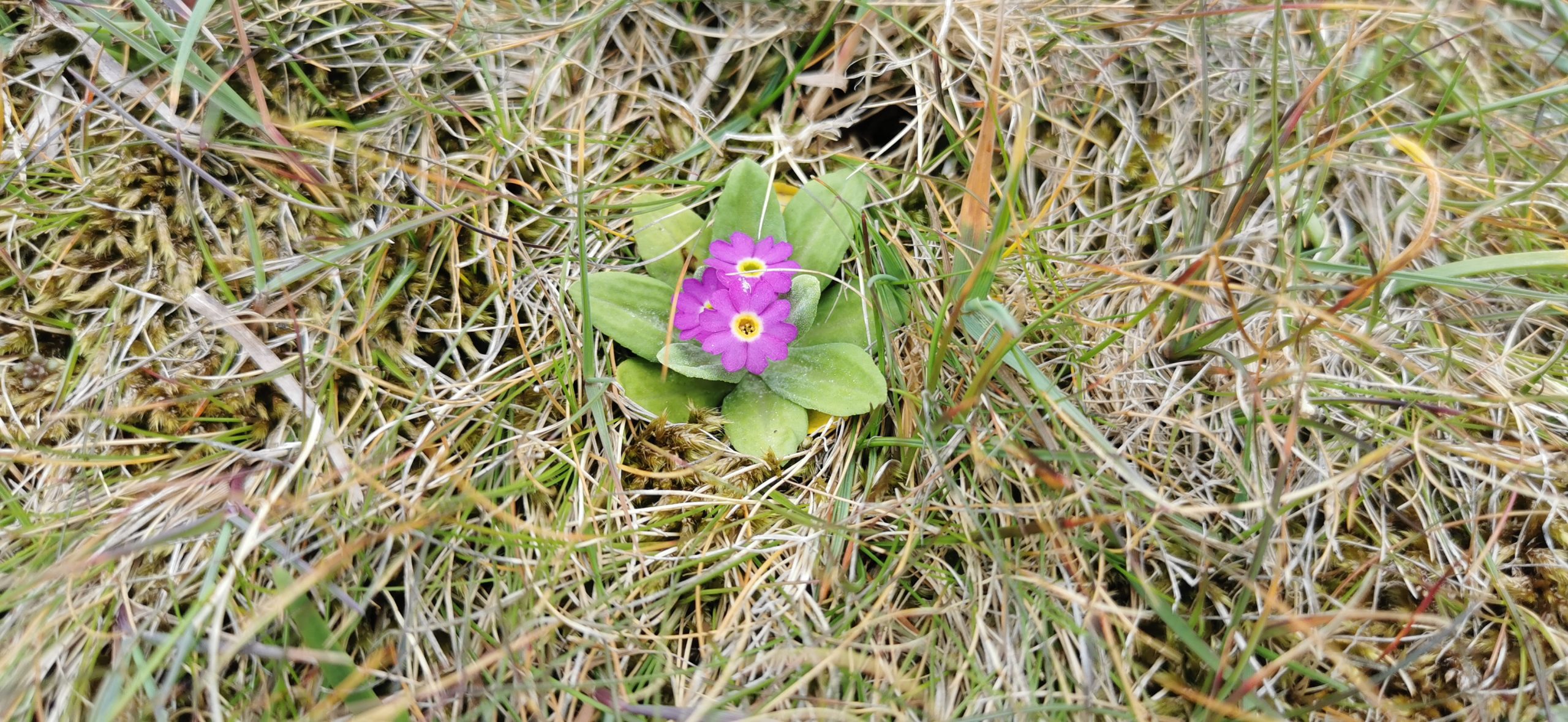 Scottish Primrose