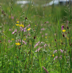 Introduction to Plant Identification
