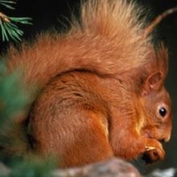 Red Squirrel Survey