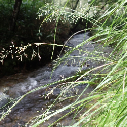 Identification of Grasses, Sedges and Rushes