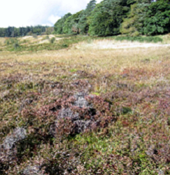 Indicator Plants of Woodland, Wetland, Heath and Acid Grassland