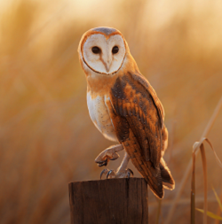 Barn Owl: Ecology, Surveying and Mitigation