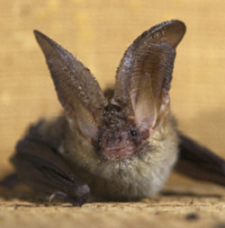 Introduction to Bat Ecology and Bat Surveys