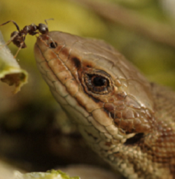 Reptiles: Ecology, Surveys & Mitigation