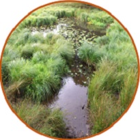 The Importance of Meres and Mosses