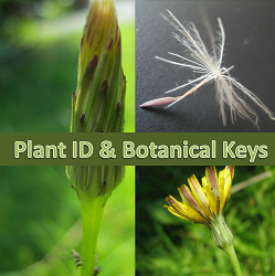 Plant Identification and Botanical Keys