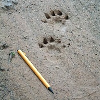 Otter Ecology and Surveys