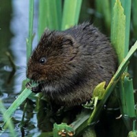 Water Vole Ecology and Surveys