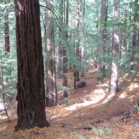 Conifer Identification for Ecologists