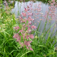 Grass Identification for Ecologists