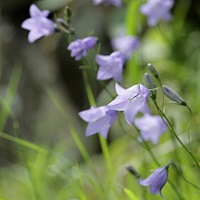 Plant Identification for Ecologists