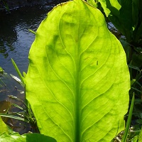 Understanding the Vegetative Key: an essential tool for Ecologists for extending the survey season