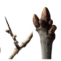 Winter Tree ID: Extending the Season in Ecological Surveys