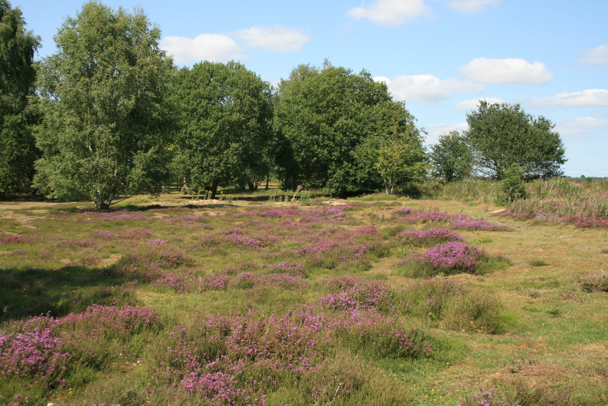 Prees Heath Reserve landscape with heathland plants and trees