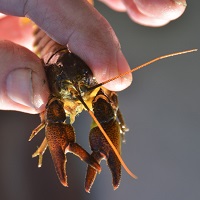 Working with Crayfish: Survey Methods, Ecology, Mitigation, Licensing and Invasive Species