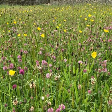 Hay meadow with pink and yellow flowers