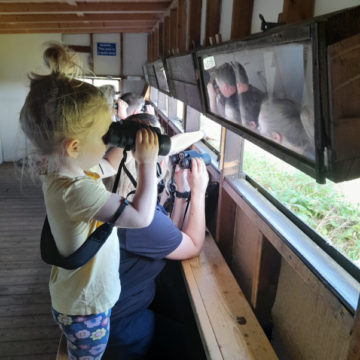 Child looking out of bird hide through binoculars