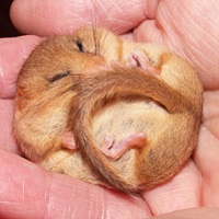 Hazel Dormouse: Handling and Survey Methods