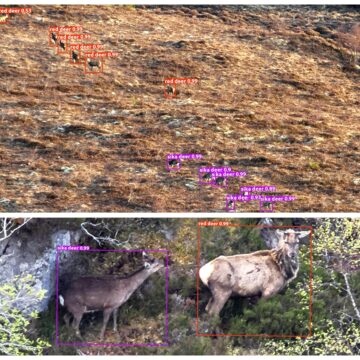 Two photos. Wide angle showing a herd of sika and red deer on an open range. Zoomed image shows two young stags – one sika and one red stag in Atlantic rainforest habitat.