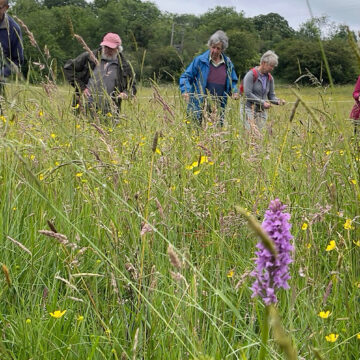In the foreground there are pink and purple orchids in a field. In the background we can see citizen scientist volunteers couting them.